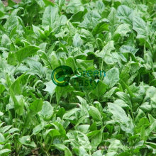 Heißer Verkauf IQF Spinat Blatt schneidet in hoher Qualität